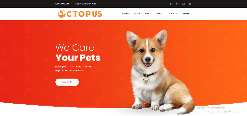 تطوير الويب 